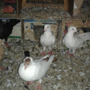 1 sari kekilli maya bala14 tuk.2 ag kekilli erkey.1 ag erkey.1 qara ke