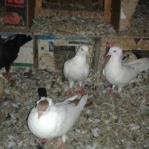 1 sari kekilli maya bala14 tuk.2 ag kekilli erkey.1 ag erkey.1 qara ke