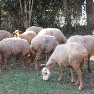 Damazliqdi Qiyməti razılaşma yolu ilə  Təcili zəng edin