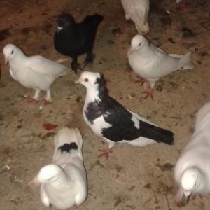 Tergzme seyka boynu gulku saxlayacam Razlasmaq olar barterde geder  24