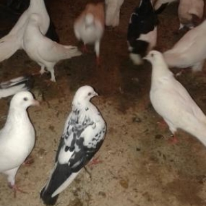 Tergzme seyka boynu gulku saxlayacam Razlasmaq olar barterde geder  24