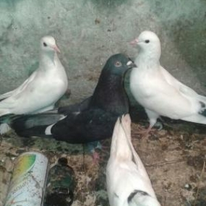 Tergzme seyka boynu gulku saxlayacam Razlasmaq olar barterde geder  24