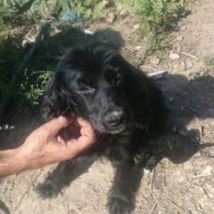 Koker spaniel