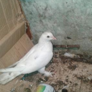 Tergzme seyka boynu gulku saxlayacam Razlasmaq olar barterde geder  24