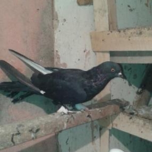 Tergzme seyka boynu gulku saxlayacam Razlasmaq olar barterde geder  24