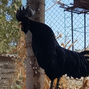 ayem cemani balasi yumurtasi artiq satisda adim Naibdi bilen bilir bak