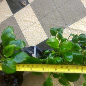 Anubias