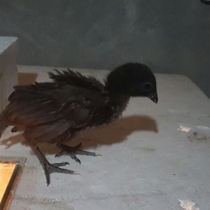 ayem cemani balasi yumurtasi artiq satisda adim Naibdi bilen bilir bak