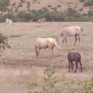 at dişidi cavan atdi 1ci doğacağ boğazdi  qişdan sora doğaçağ. yorğa s