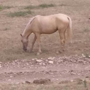 at dişidi cavan atdi 1ci doğacağ boğazdi  qişdan sora doğaçağ. yorğa s