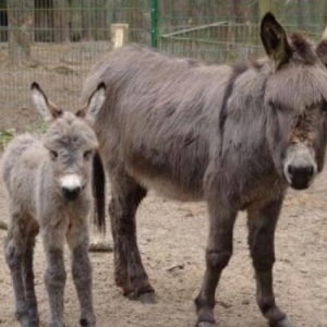 yaxşı yük götürür eşşəyi alana balası hədiyyə