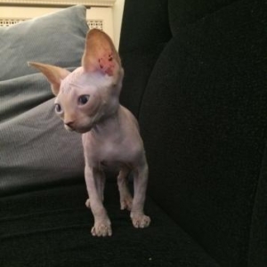 Сфинкс. Два маленьких мальчика, родились в июле. Игривые и ласковые. К