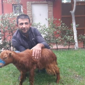 quzu.cepis.qurbanliq heyvanllar.