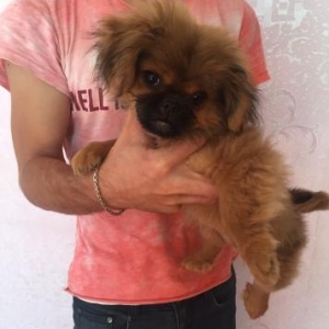 Diwi pekines bala satilir