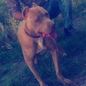 Salam tecili pitbull satılır  manata 8 aylıqdı erkeydi gözleri xami