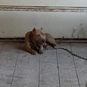 Salam tecili pitbull satılır  manata 8 aylıqdı erkeydi gözleri xami