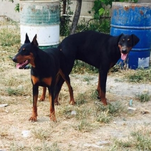 Temiz doberman balası. 1 dene dişi qalıb. 2 ay 10 günlükdür.