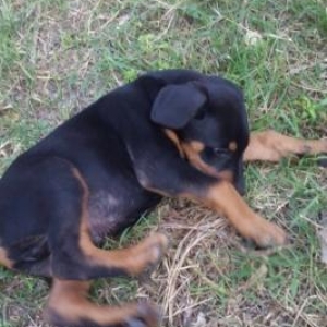 Temiz doberman balası. 1 dene dişi qalıb. 2 ay 10 günlükdür.