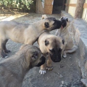 Temiz qanqal balaları.