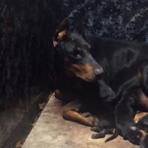 Temiz doberman balası. 1 dene dişi qalıb. 2 ay 10 günlükdür.