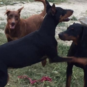 Temiz doberman balaları