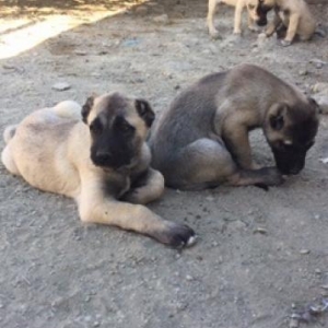 Temiz qanqal balaları.