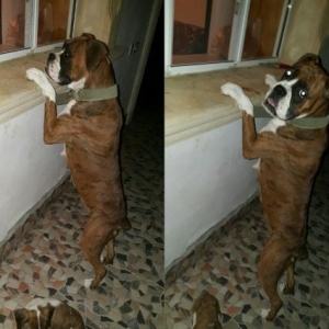 Boxer satilir 1 yaw. Qiymet razilawma yolu ile