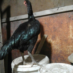 Heyratı toyugu doyusgen temiz ingilis sortu yumurtlayir tam saglamdir.