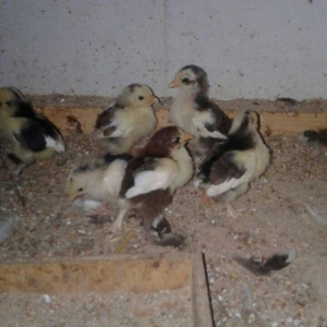 salam yaponka cuceleri 1ay ve 15gun. 3manatdan. 11denedi. 30a vererem.