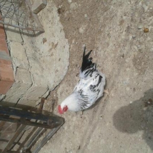 Erkek hinduska ve  diwi hinduwka damzliq satilir. 2 cut var.Her ikisi