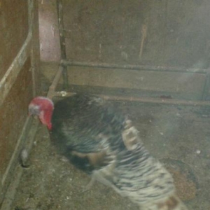 Erkek hinduska ve  diwi hinduwka damzliq satilir. 2 cut var.Her ikisi