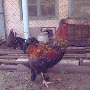 Brama dark satılır  peyvənd olunub tam saqlam niri aqır xoruzdur