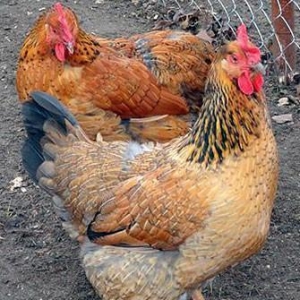 Kulcikan ve serbirst kend yumurtasi. Tam mayali qiymeti 0. 30 qepik co