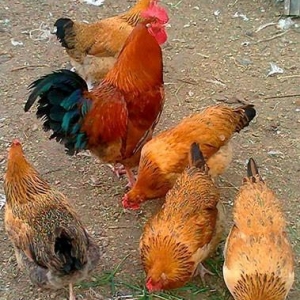 Kulcikan ve serbirst kend yumurtasi. Tam mayali qiymeti 0. 30 qepik co