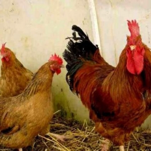 Qariwiq 100% tam mayali kend yumurtasi var. En coxda arasinda serbirst