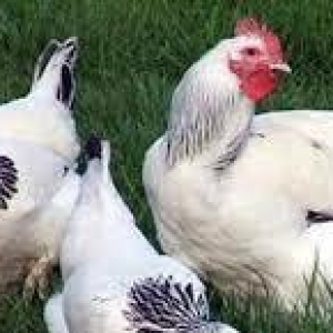 Qariwiq 100% tam mayali kend yumurtasi var. En coxda arasinda serbirst