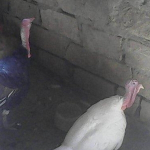 Tecili 2 cut hinduska satilir. 2 eded erkek 2 eded diwi hinduska satil