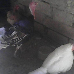 Tecili 2 cut hinduska satilir. 2 eded erkek 2 eded diwi hinduska satil