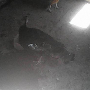 Tecili 2 cut hinduska satilir. 2 eded erkek 2 eded diwi hinduska satil