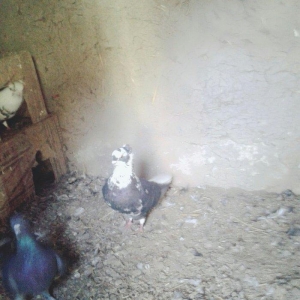 cil aq quyruq guyercin satilir qara guyercinlerde var hamisi bulut quw