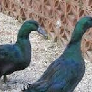 kayuqa ordey 10 ayliq yumurtayir tam arginal 2 fere bir xoruz 260 azn