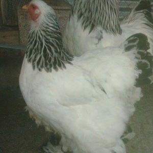 Brahma layt yumurtasi gic gic sual vermeyin heyvanlar heyetdedi ciddi