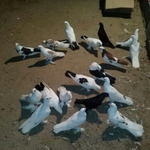 19 dene quwdu 180 manata coxu demek olarki cox quyruqdu