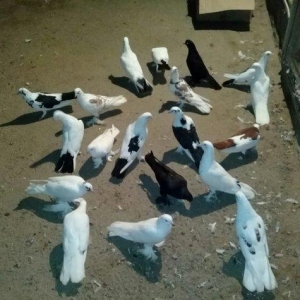 19 dene quwdu 180 manata coxu demek olarki cox quyruqdu