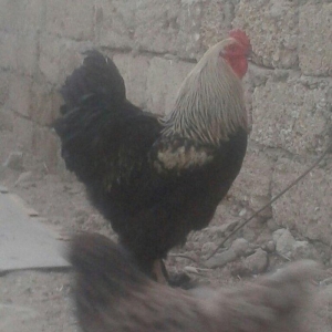 Brama xoruz sstılır  9 aylıq tam sahlam  darkın fərəsiylə bsrter edərə