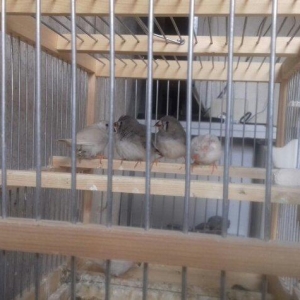 Salam  amadin  5 dənə erkək dişisi bilinmir  hələ ancaq  real alclar