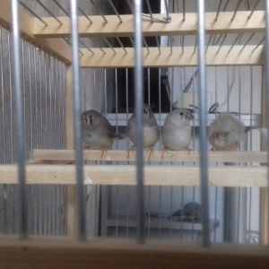 Salam  amadin  5 dənə erkək dişisi bilinmir  hələ ancaq  real alclar