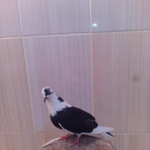 1cut ag agquyruqlar maskvadan gelib erkeyin ayaginda uzuyude var kodlu