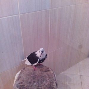 1cut ag agquyruqlar maskvadan gelib erkeyin ayaginda uzuyude var kodlu