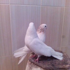 1cut ag agquyruqlar maskvadan gelib erkeyin ayaginda uzuyude var kodlu